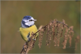 <p>SÝKORA MODŘINKA (Cyanistes caeruleus) /Eurasian blue tit - Blaumeise/</p>
